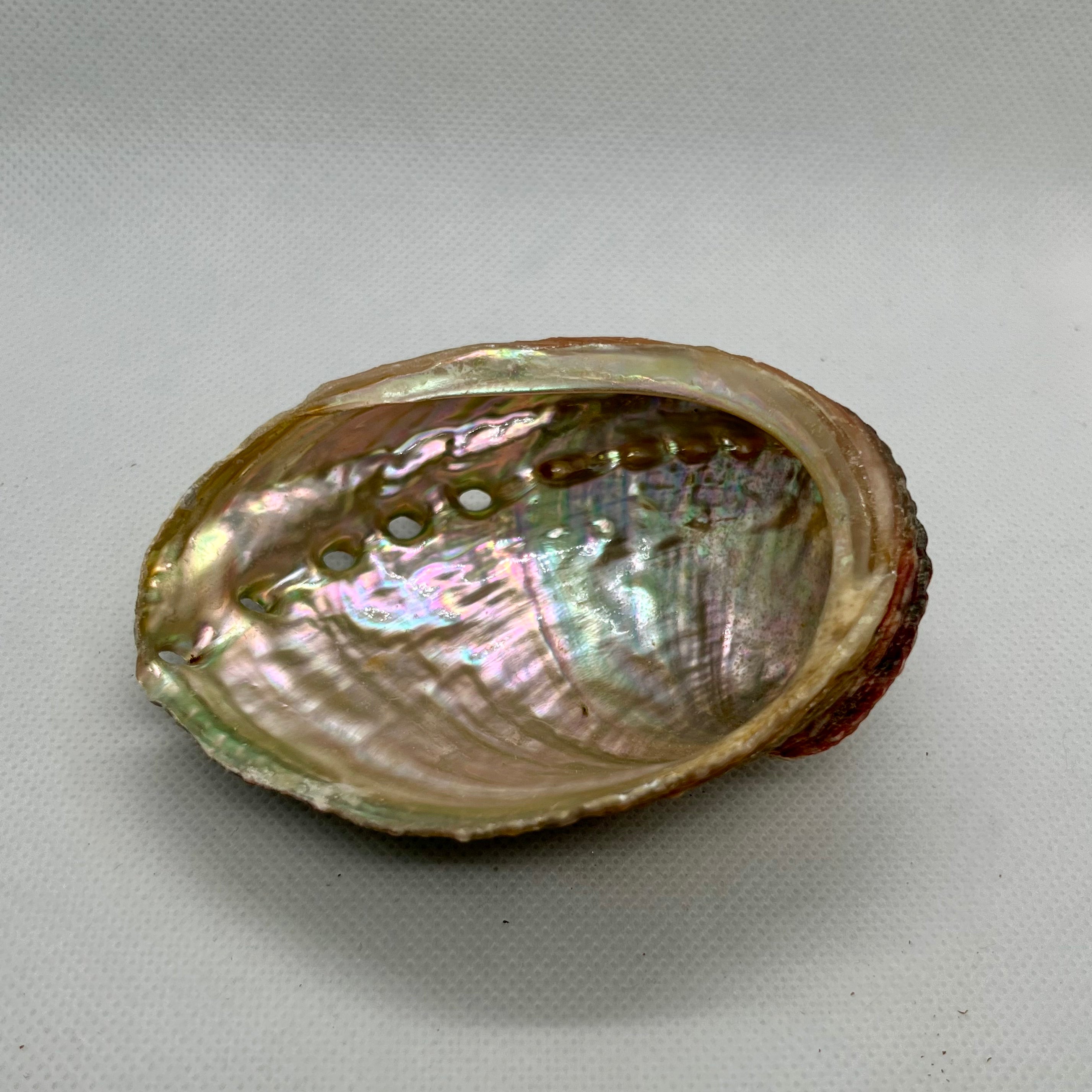 Abalone Shell Bowl