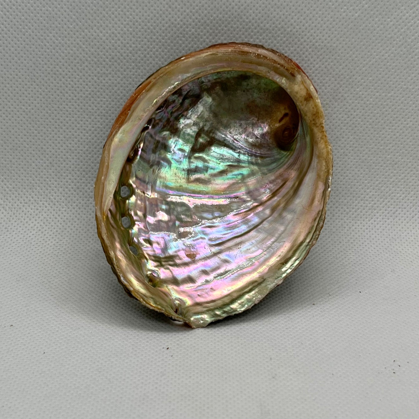 Abalone Shell Bowl