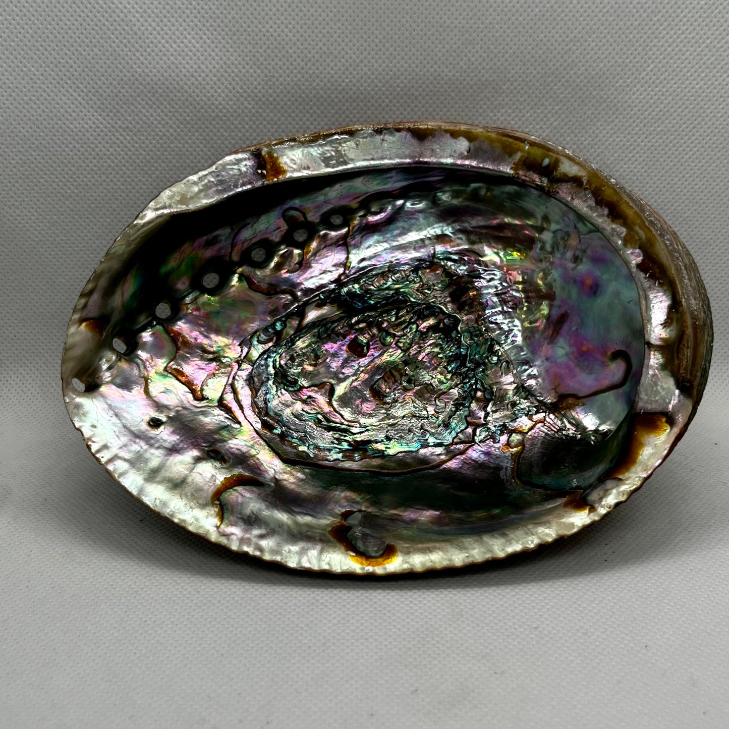 Abalone Shell Bowl