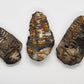 Fossils & Dino's