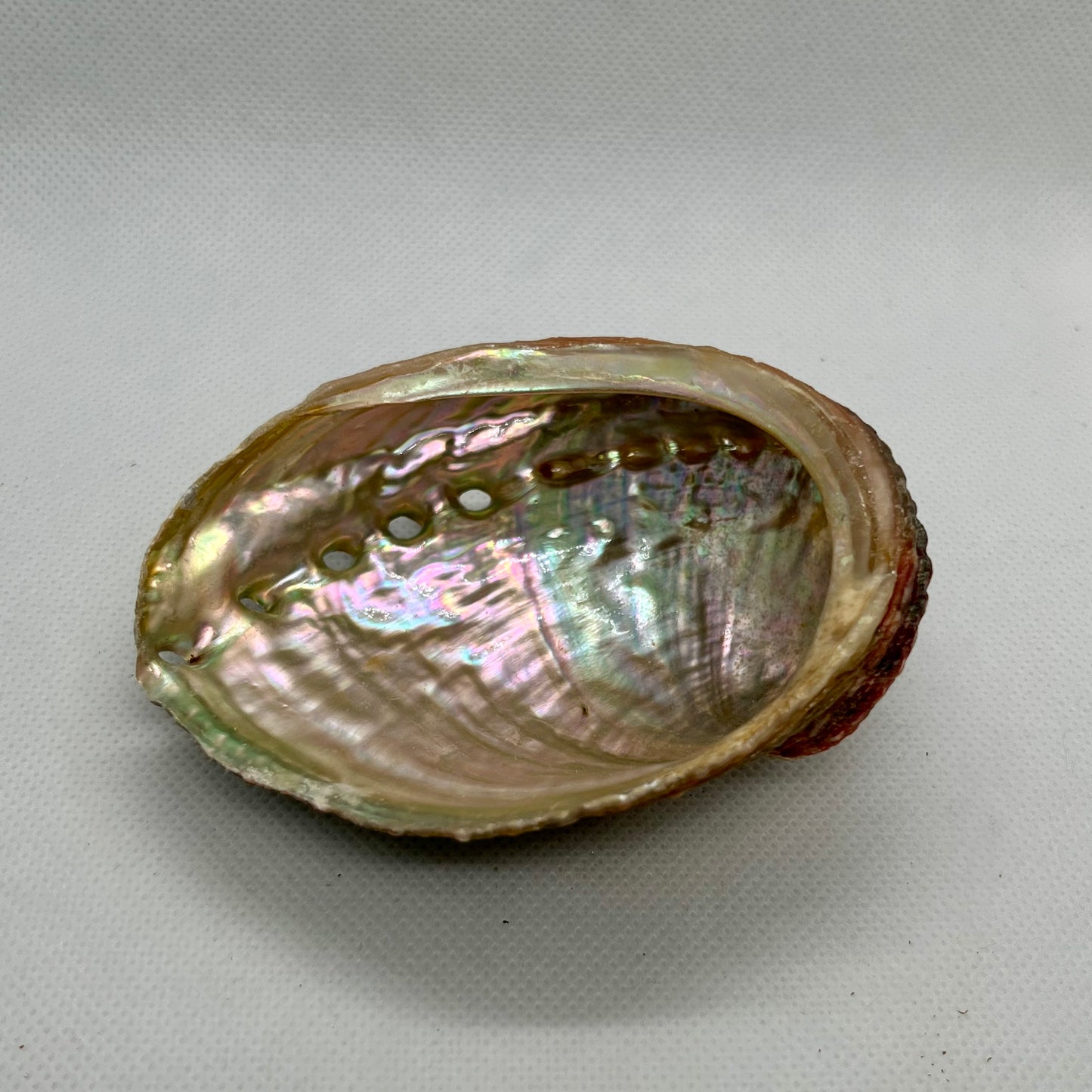 Abalone Shell Bowl