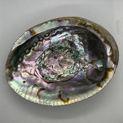 Abalone Shell Bowl